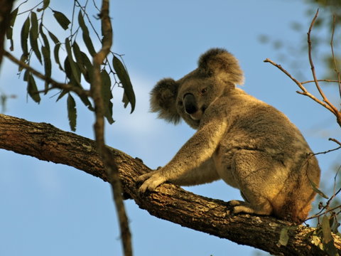 Amamoor Lodge - Melbourne Tourism 4
