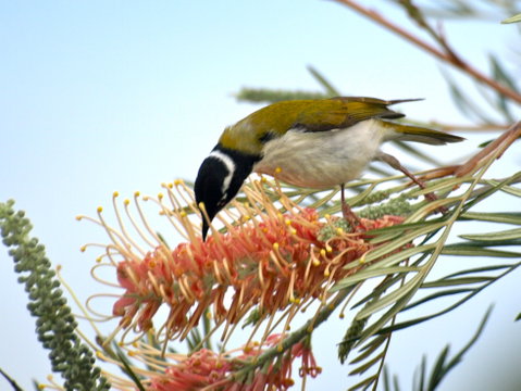 Amamoor Lodge - Melbourne Tourism 7