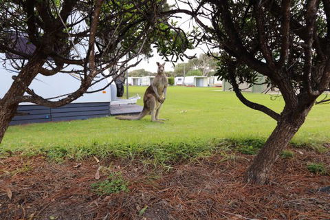 Anglesea Family Caravan Park - Melbourne Tourism 3