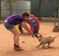 Pinecrest Boarding Kennels  Cattery - Melbourne Tourism