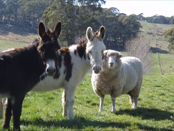 Black Springs NSW Melbourne Tourism