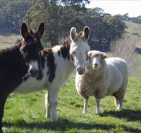 Avaleigh Elms Farmstay - Melbourne Tourism