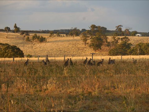 Bunjil Farm - Melbourne Tourism 8