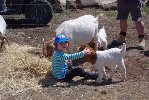 Yalooka Farm - Melbourne Tourism 3