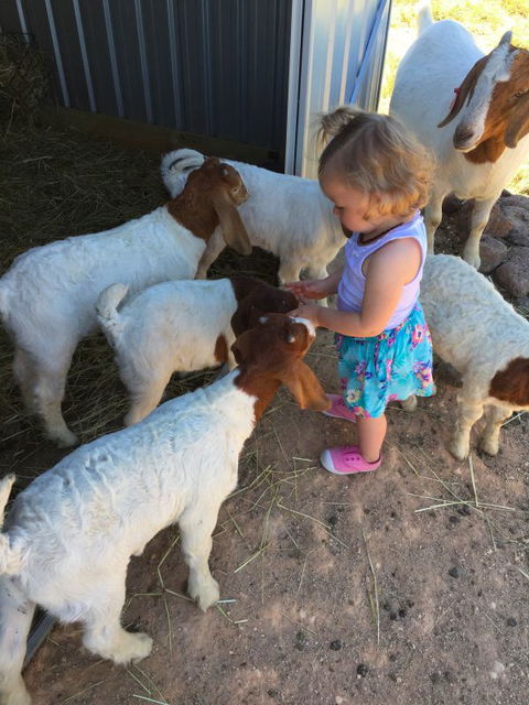 Yalooka Farm - Melbourne Tourism 7