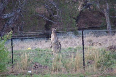 Yalooka Farm - Melbourne Tourism 9