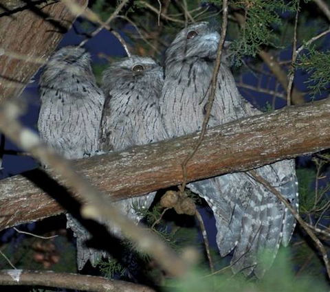 BIG4 Kelso Sands Holiday & Native Wildlife Park - Melbourne Tourism 0
