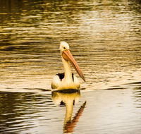 River Shack Rentals - Brenda Park - Melbourne Tourism