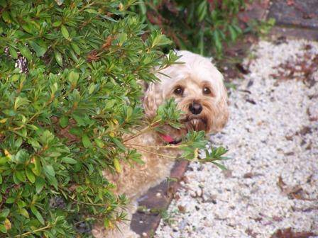 Shelton-Lea Bed & Breakfast - Melbourne Tourism 3