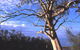 Weir Caravan Park Robinvale - thumb 4