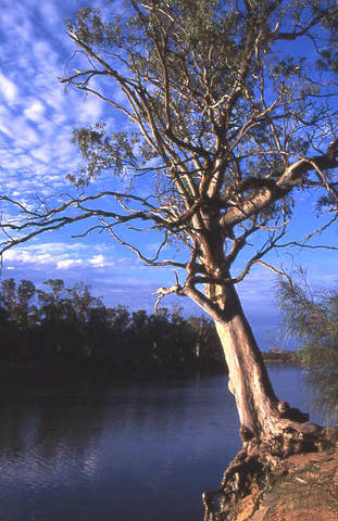 Weir Caravan Park Robinvale - Melbourne Tourism 4