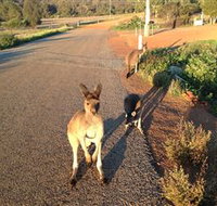 Bindoons Windmill Farm - Melbourne Tourism
