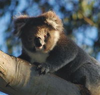 Bimbi Park Camping Under Koalas - Melbourne Tourism
