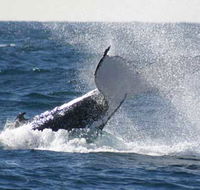 Whale Watching Sydney - Melbourne Tourism