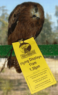 Eagles Heritage Raptor Wildlife Centre - Melbourne Tourism 1