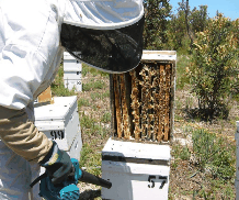 The House of Honey - Melbourne Tourism