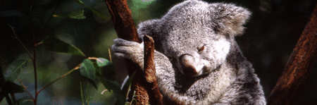 Koala And River Cruise By Mirimar Cruises - Melbourne Tourism 0