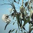 Dianne Tanzer Gallery & Projects - Melbourne Tourism 1