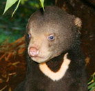 Perth Zoo - Melbourne Tourism