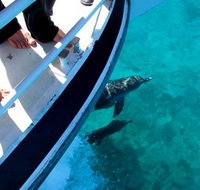 Pelican Charters - Melbourne Tourism