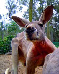 Birdland Animal Park - Melbourne Tourism 3