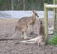 Jirrahlinga Koala  Wildlife Sanctuary - Melbourne Tourism