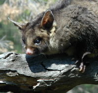 Moonlit Sanctuary Wildlife Conservation Park - Melbourne Tourism