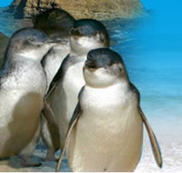Phillip Island Penguin Parade - Melbourne Tourism