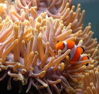 Reef HQ Great Barrier Reef Aquarium - Melbourne Tourism