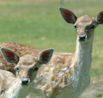 Marapana Wildlife Park - Melbourne Tourism