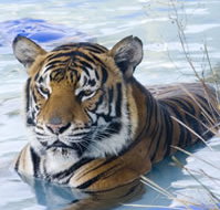 Zoo Doo Wildlife Park - Melbourne Tourism