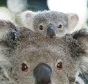 Billabong Koala and Wildlife Park - Melbourne Tourism