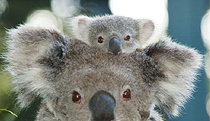 Billabong Koala And Wildlife Park - Melbourne Tourism 0