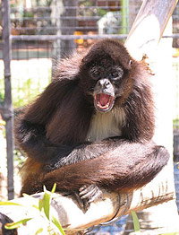 Billabong Koala And Wildlife Park - Melbourne Tourism 1