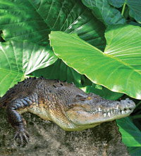 Billabong Koala And Wildlife Park - Melbourne Tourism 2