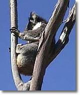 OZe Wildlife - Melbourne Tourism 2