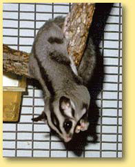 OZe Wildlife - Melbourne Tourism 3