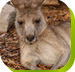 Calmsley Hill City Farm - Melbourne Tourism