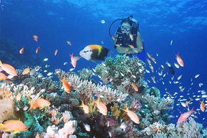 Drop Zone Dive Site - Melbourne Tourism 0