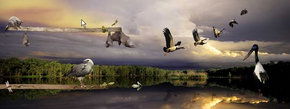 Territory Wildlife Park - Melbourne Tourism 1