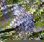 Koala Conservation Centre - Melbourne Tourism