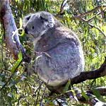 Koala Conservation Centre - Melbourne Tourism 0