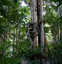 Rainforest Skywalk - Melbourne Tourism 3