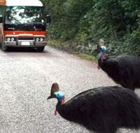 Kookaburra Tours - Melbourne Tourism