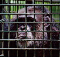 Rockhampton Zoo - Melbourne Tourism