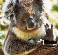 Gorge Wildlife Park - Melbourne Tourism