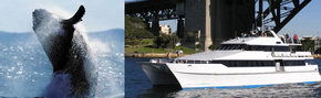 Prestige Harbour Cruises - Melbourne Tourism 3