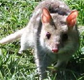 Urimbirra Wildlife Park - Melbourne Tourism