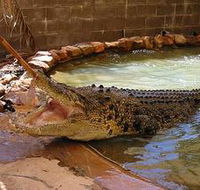 Wyndham Zoological Gardens and Crocodile Park - Melbourne Tourism