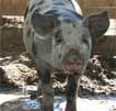 Wagga Wagga Zoo - Melbourne Tourism